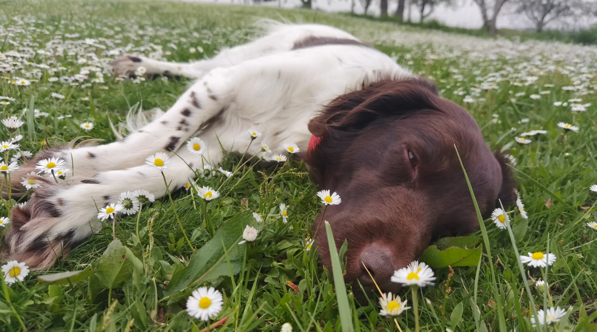 Mitsou à La Sieste